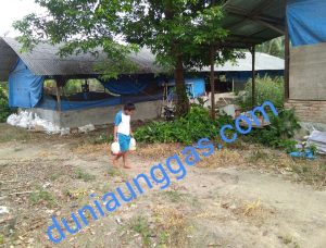 Galon Minumam Untuk Puyuh