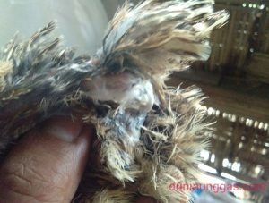 Salah Satu Ciri Ciri Puyuh Terserang Berak kapur