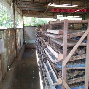 Kandang Puyuh Bagian Atas Bebas Angin Masuk