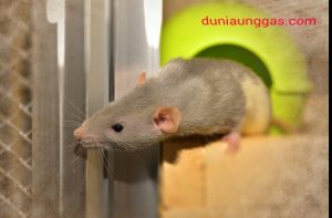 Tikus Masuk Kandang Puyuh