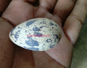 Telur Puyuh Runcing Memiliki Daya Tetas Rendah