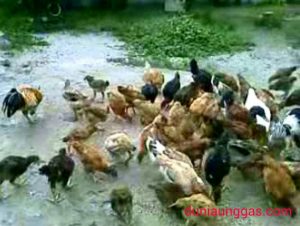Ayam Kampung Dalam Kurungan Besar