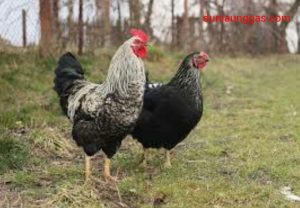 Ayam Sehat Dengan Deteksi Gejala Penyakit Diawal