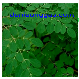 Manfaat Daun Kelor