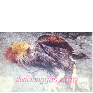 Ciri Ciri Ayam Terserang ND atau Tetelo