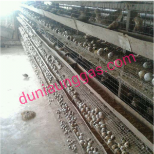 Produksi Puyuh Yang Optimal