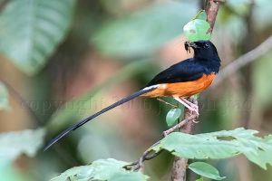 Makanan Burung Murai Batu