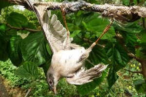 cara menjerat burung kacer dengan lem