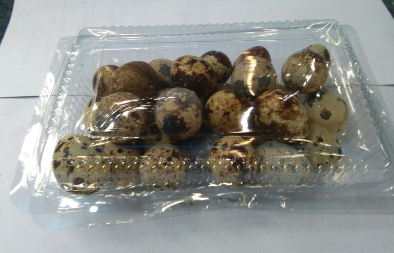 aplikasi membuat pakan puyuh