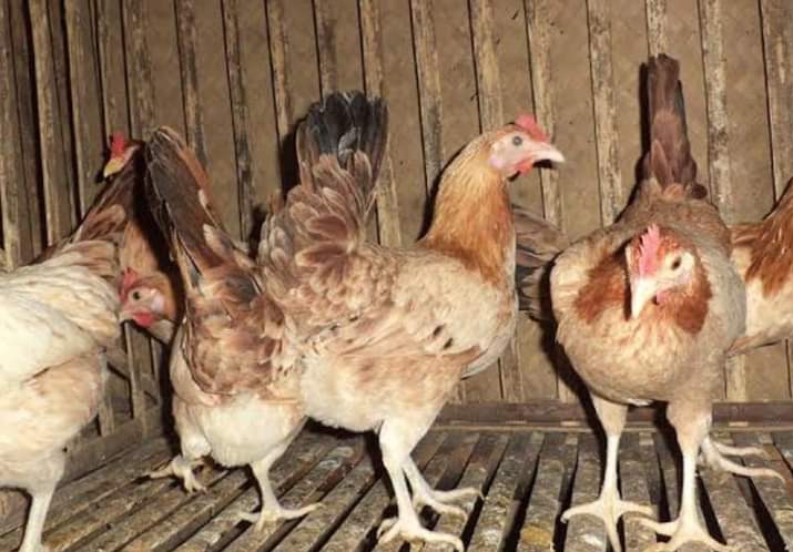 pullet ayam kampung elba